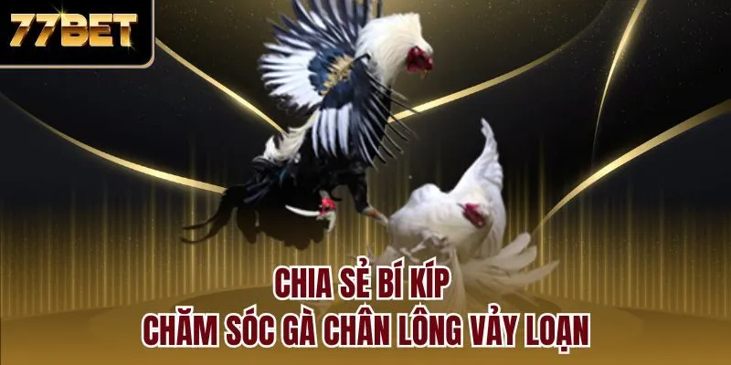 Chia sẻ bí kíp chăm sóc gà chân lông vảy loạn