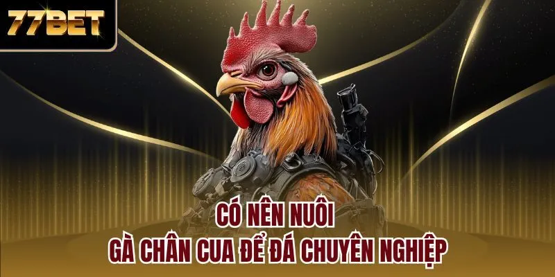 Có nên nuôi gà chân cua để đá chuyên nghiệp