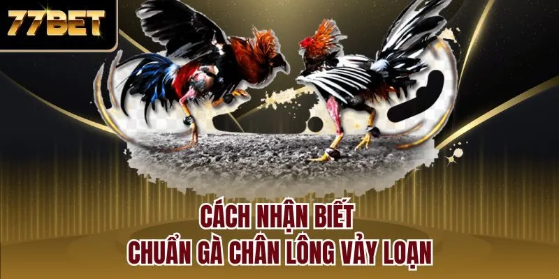Cách nhận biết chuẩn gà chân lông vảy loạn