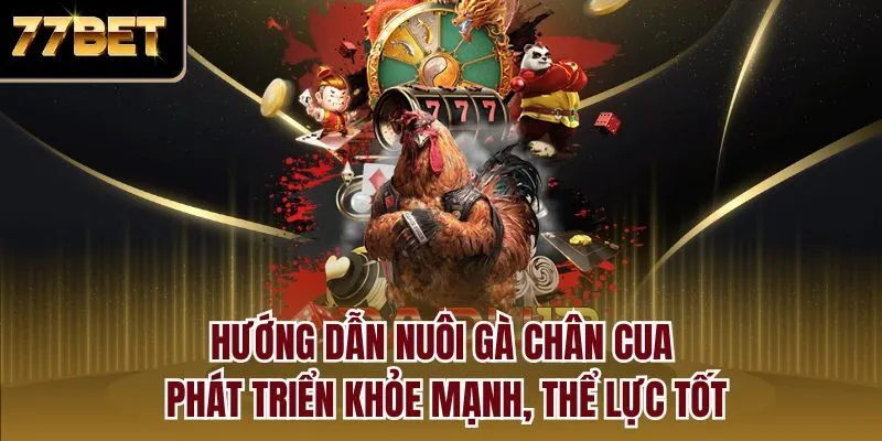 Hướng dẫn nuôi gà chân cua phát triển khỏe mạnh, thể lực tốt
