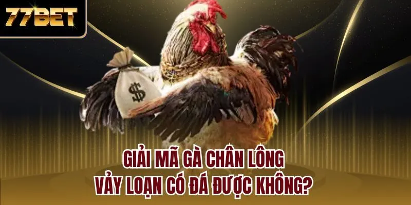 Giải mã gà chân lông vảy loạn có đá được không?