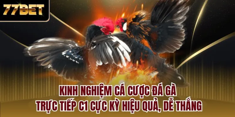 Kinh nghiệm cá cược đá gà trực tiếp C1 cực kỳ hiệu quả, dễ thắng