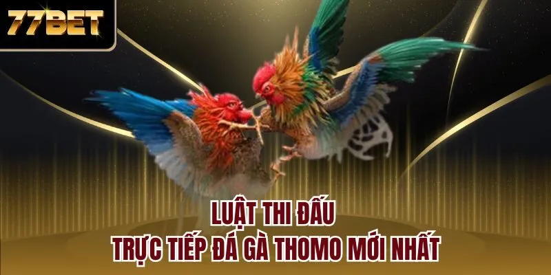 Luật thi đấu trực tiếp đá gà Thomo mới nhất