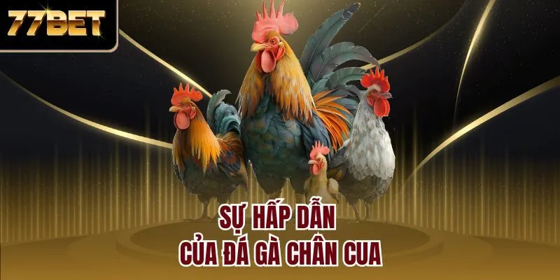 Sự hấp dẫn của đá gà chân cua