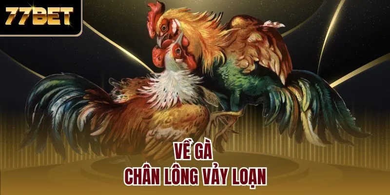 Về gà chân lông vảy loạn