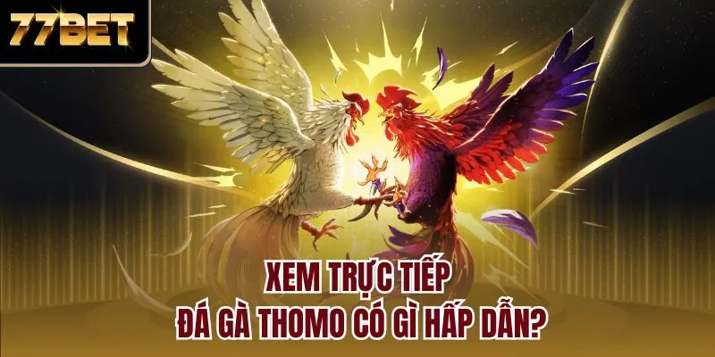 Xem trực tiếp đá gà Thomo có gì hấp dẫn?