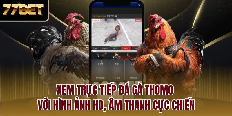Xem trực tiếp đá gà Thomo với hình ảnh HD, âm thanh cực chiến